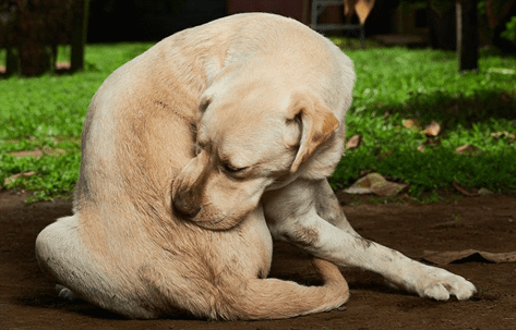 dog biting tick